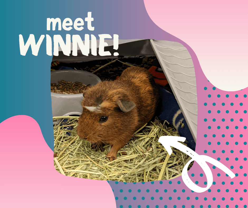 meet winnie the guinea pig